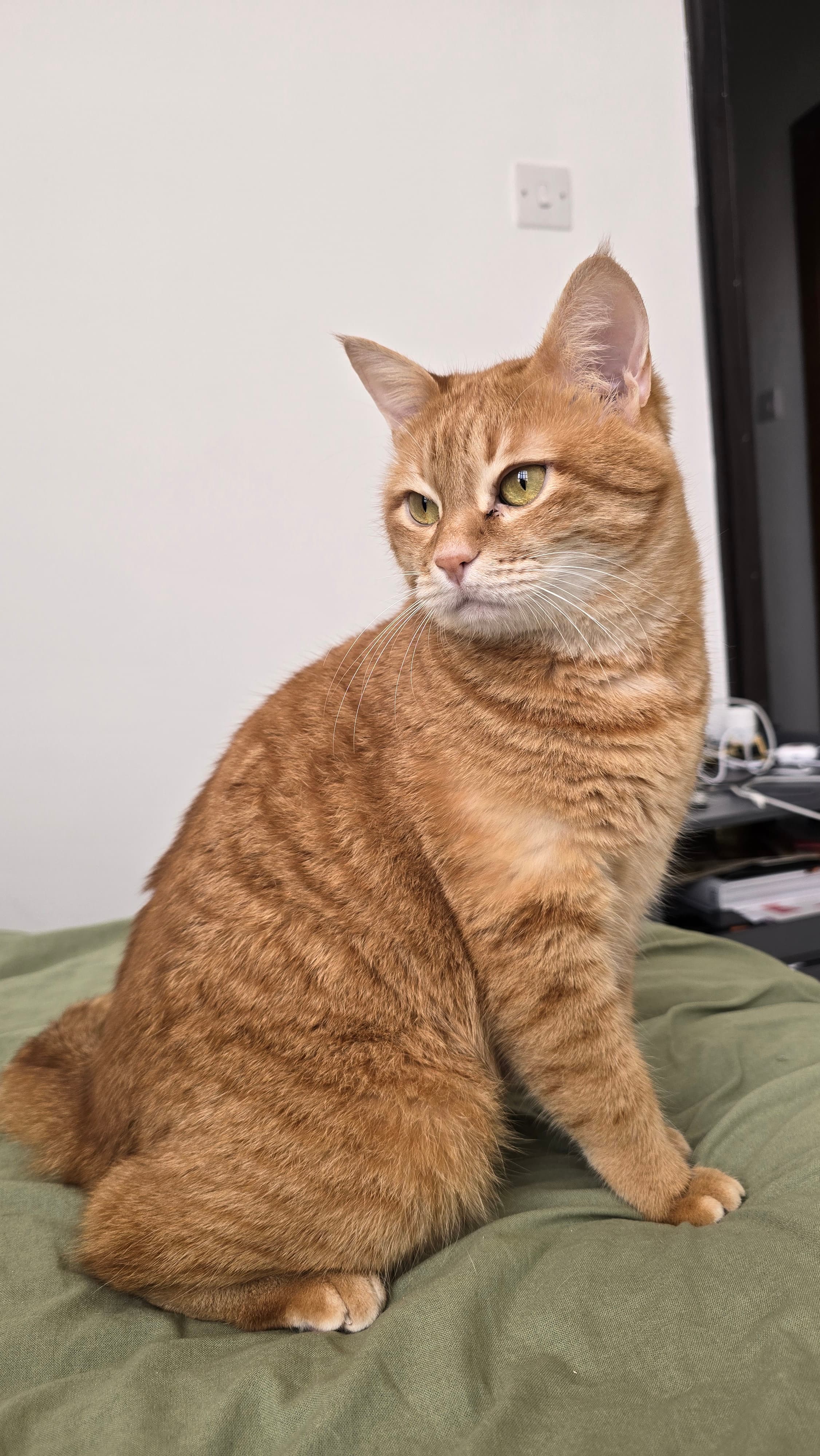 An orange cat sitting on a bed